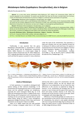 Metalampra Italica (Lepidoptera: Oecophoridae), Also in Belgium
