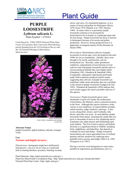 Plant Guide: Purple Loosestrife