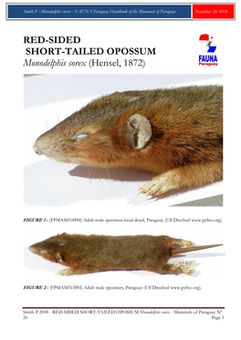 RED-SIDED SHORT-TAILED OPOSSUM Monodelphis Sorex (Hensel, 1872)