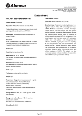 PRKAB1 Polyclonal Antibody Gene Symbol: PRKAB1