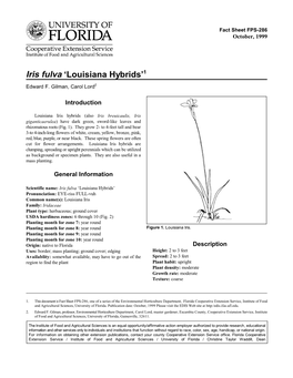 Iris Fulva ‘Louisiana Hybrids’1