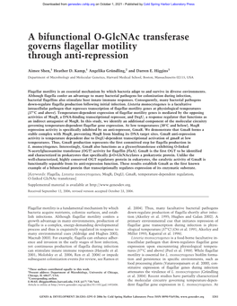 A Bifunctional O-Glcnac Transferase Governs Flagellar Motility Through Anti-Repression