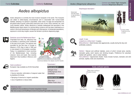 Aedes Albopictus Mainly Black with White Stripes on Legs and Dorsal Abdomen