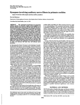 Synapses Involving Auditory Nerve Fibers in Primate Cochlea