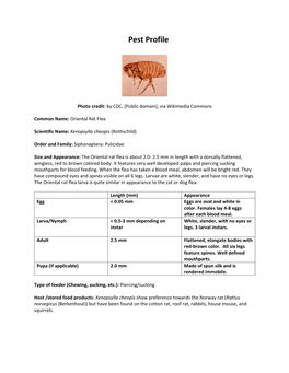 Oriental Rat Flea