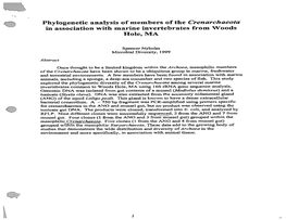 Phylogenetic Analysis of Members of the Crenarchaeota in Association