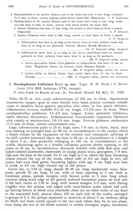 I. Pseudophoenix Lediniana Read, Sp. Nov. Type: R. W. Read 6·' F