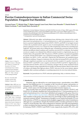 Porcine Gammaherpesviruses in Italian Commercial Swine Population: Frequent but Harmless