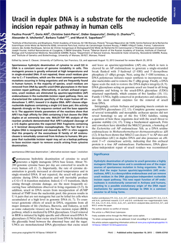 Uracil in Duplex DNA Is a Substrate for the Nucleotide Incision Repair