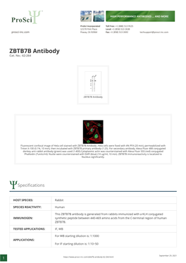 ZBTB7B Antibody Cat