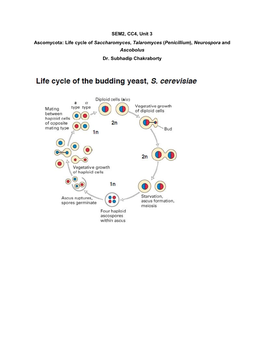 SEM2, CC4, Unit 3 Ascomycota: Life Cycle of Saccharomyces, Talaromyces (Penicillium), Neurospora and Ascobolus Dr