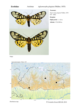 Erebidae Arctiinae Aglaomorpha Plagiata (Walker, 1855)