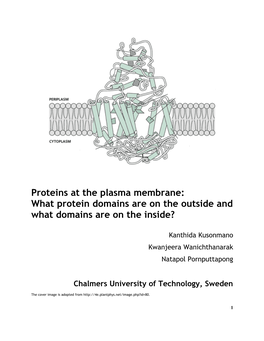 Proteins at the Plasma Membrane: What Protein Domains Are on the Outside and What Domains Are on the Inside?
