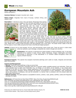 European-Mountain-Ash.Pdf