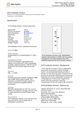 SYT5 Antibody (Center) Affinity Purified Rabbit Polyclonal Antibody (Pab) Catalog # Ap14064c