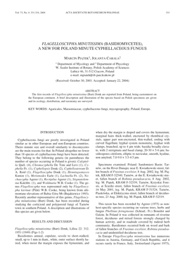 Flagelloscypha Minutissima (Basidiomycetes), a New for Poland Minute Cyphellaceous Fungus