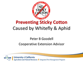 Preventing Sticky Cotton Caused by Whitefly & Aphid