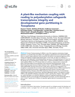 A Plant-Like Mechanism Coupling M6a Reading to Polyadenylation