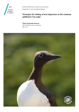 Strategies for Timing of Nest Departure in the Common Guillemot Uria Aalge