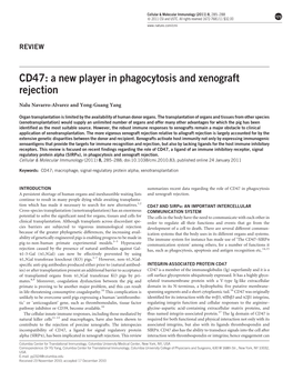 CD47: a New Player in Phagocytosis and Xenograft Rejection