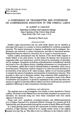 A Comparison of Transmitter and Synephrine on Luminescence Induction in the Firefly Larva