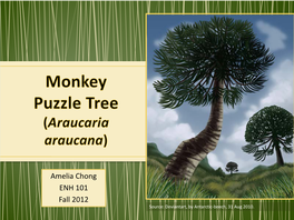 Monkey Puzzle Tree (Araucaria Araucana)