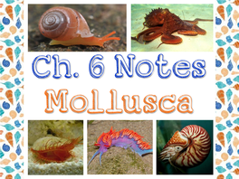A. Phylum Mollusca Is the Second Largest Animal Phyla After Arthropoda