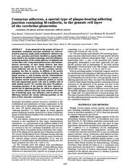 Contactus Adherens, a Special Type of Plaque-Bearing Adhering Junction