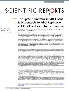 The Epstein-Barr Virus BRRF1 Gene Is Dispensable for Viral Replication