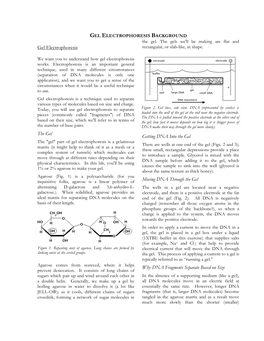 GEL ELECTROPHORESIS BACKGROUND the Gel