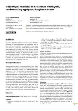Elaphomyces Muricatus and Fischerula Macrospora, Two Interesting Hypogeous Fungi from Greece