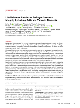 LIM-Nebulette Reinforces Podocyte Structural Integrity by Linking Actin and Vimentin Filaments