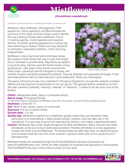 Mistflower (Conoclinium Coelestinum)