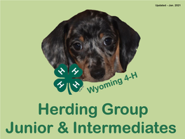 Juniors & Intermediates Herding Powerpoint