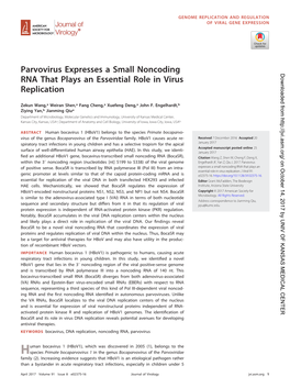 Parvovirus Expresses a Small Noncoding RNA That Plays An