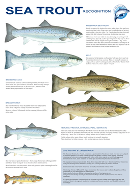 Sea Trout Recognition