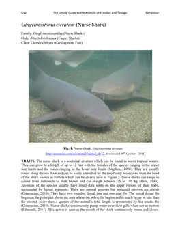 Ginglymostoma Cirratum (Nurse Shark)