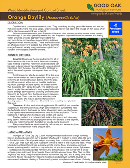 Orange Daylily (Hemerocallis Fulva) DESCRIPTION