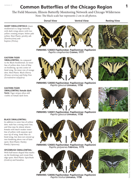 Common Butterflies of the Chicago Region