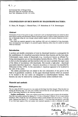 Colonization of Rice Rooks by Diazotroph Bacteria