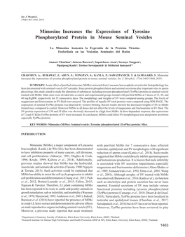 Mimosine Increases the Expressions of Tyrosine Phosphorylated Protein in Mouse Seminal Vesicles