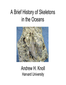 A Brief History of Skeletons in the Oceans