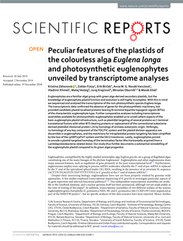 Peculiar Features of the Plastids of the Colourless Alga Euglena Longa And