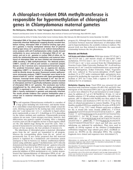 A Chloroplast-Resident DNA Methyltransferase Is Responsible for Hypermethylation of Chloroplast Genes in Chlamydomonas Maternal Gametes