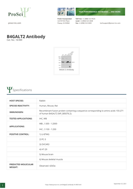 B4GALT2 Antibody Cat