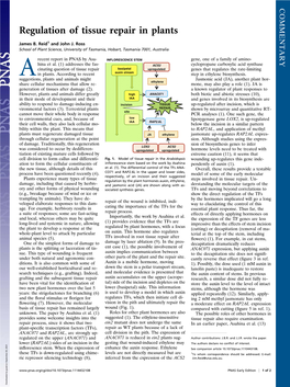 Regulation of Tissue Repair in Plants