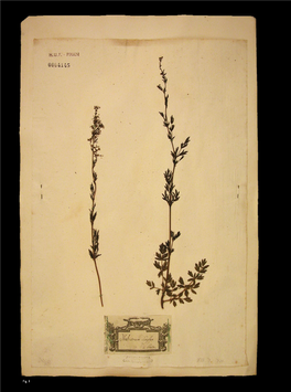 L'erbario Centrale Italiano (Eci) O Herbarium Centrale Italicum (Hci)