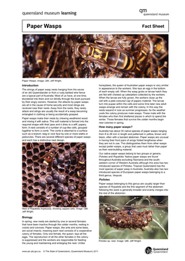 Paper Wasps Fact Sheet