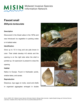 Faucet Snail Bithynia Tentaculata