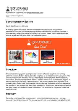 Somatosensory System